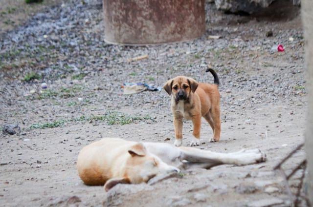 Cachorro junto a perro durmiendo