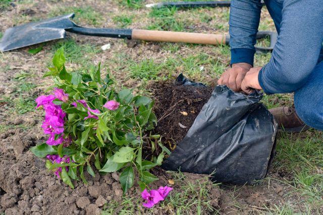 Persona plantando una flor