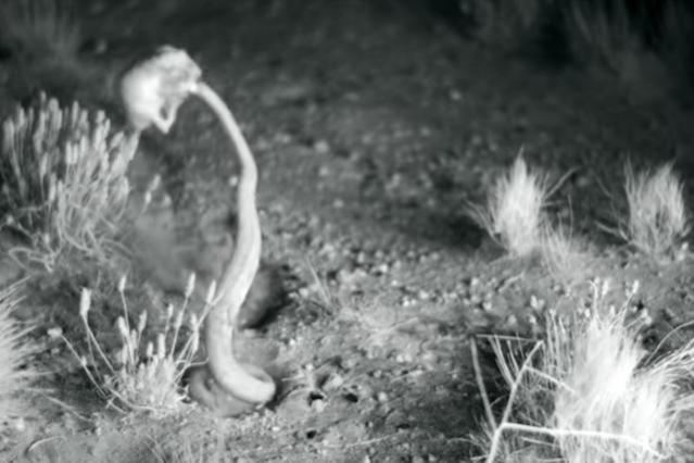 Foto: Captura Ninja Rat