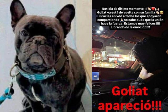 Recuperan a Goliat, bulldog