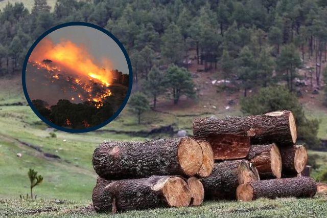 Tala e incendios provocados 