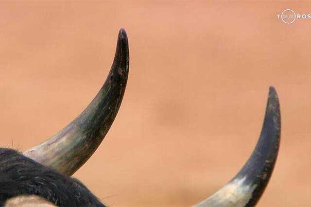 Así: “En Puntas” se corren los toros y salen a la plaza, los toros en Pamplona. Esta foto circulo con el texto: “Nada que objetar a la autoridad