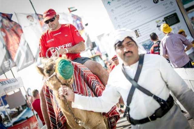 Montando los típicos camellos los tripulantes de los veleros fueron llevados a los muelles al partir de Abu Dhabi