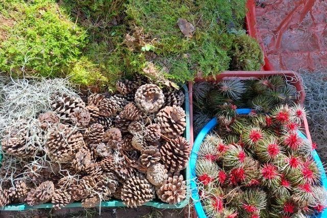 Venta ilegal de musgo