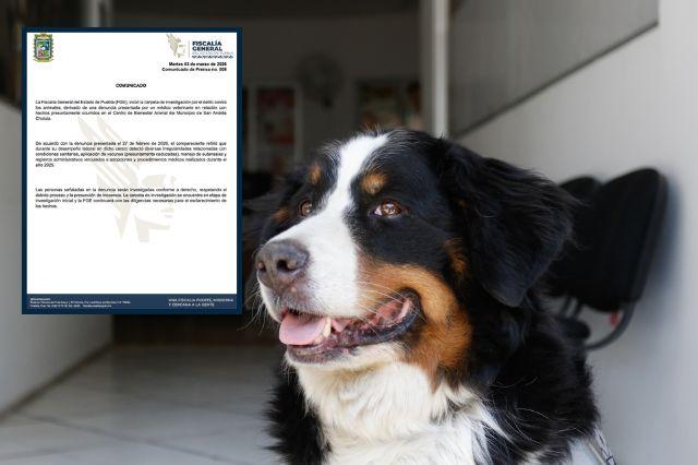 Veterinario denuncia
