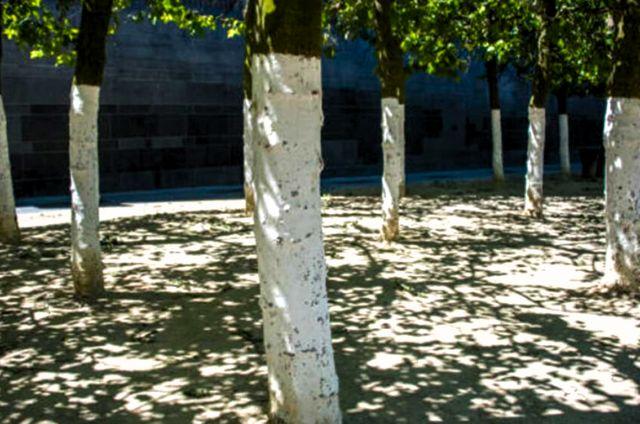 Árboles con cal 