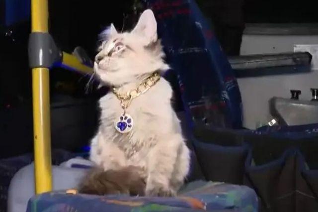 Desaparece Zafiro, el gato cobrador de Puebla que acompañaba a su dueño