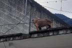 Perrito desnutrido 