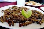 Zapotitlán Salinas