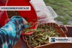 Feria del Nopal
