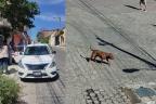 Bienestar Animal