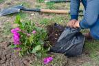 Persona plantando una flor