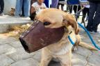 Tehuacán suma 20 agresiones de perros en seis meses