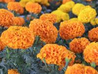 Qué hacer con tus flores de cempasúchil tras Día de Muertos, aquí te decimos 