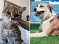 Así puedes adoptar una mascota en Puebla: documentos y pasos
