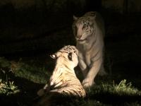 Tigres en Africam Safari / Foto Agencia Enfoque