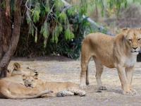 Africam Safari abre convocatoria 2026 con empleos y prácticas profesionales