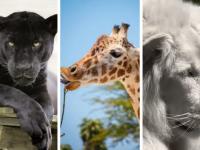 Aprovecha el último fin de semana de vacaciones y visita estos zoológicos