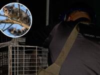 Atropellan cacomixtle en Ciudad Serdán; médico particular lo auxilia