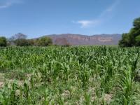  Descartan daños en cultivos de Tehuacán 