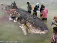 Foto / WWf Indonesia