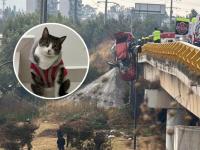 Aspecto general del accidente en el Periférico y la gatita que se perdió