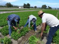 Campesinos agricultores de Puebla
