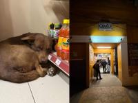 Canela de Oxxo