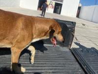 Canelo