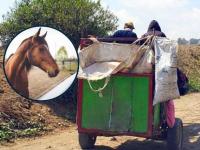 Carretas con caballos en Texmelucan terminarán el 30 de junio