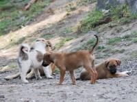 Continúa envenenamiento de perros Texmelucan