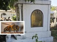 Enjambre de abejas