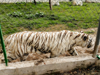 Tigre de Xicotepec