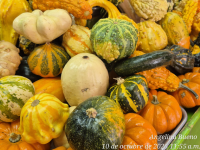 Mini calabazas de Halloween
