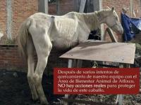 Cuacolandia denuncia maltrato animal en Atlixco