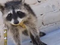 Venta ilegal de mapache en Tehuacán