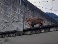 Perrito desnutrido 