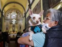 ¿Dónde habrá misas para bendecir mascotas por San Antonio Abad en Puebla?