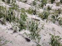 Granizada