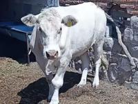 Gusano barrenador en Puebla