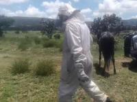 Enjambre de abejas