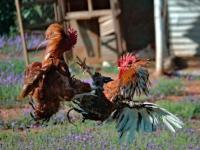 Pelea de gallos 