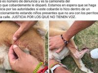 Maltrato animal 