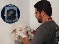 Resguardan a perrita pitbull