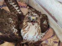 Águila cuaresmal 