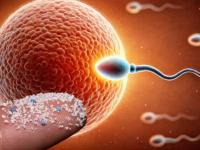 Estudio revela microplásticos en semen y ovarios humanos