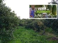 Feria del aguacate 2025