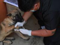 Confirman caso de rickettsiosis