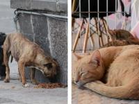 Perros y gatos
