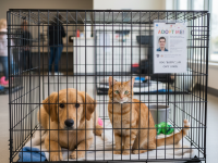  No compres, adopta este 26 y 27 de febrero en Puebla, te decimos dónde